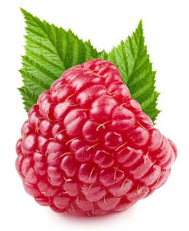 One ripe raspberry with leaves.の写真素材