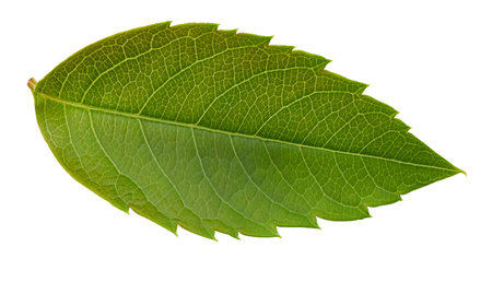 Nut leaf isolated on a white background. Leaf almond, pistachio Image stack full depth of field macro shotの写真素材