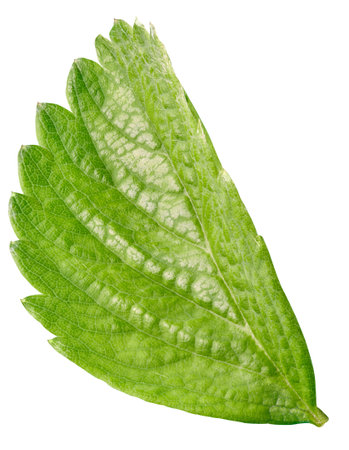 Strawberry leaf isolated on a white background.  Image stack full depth of field macro shotの写真素材