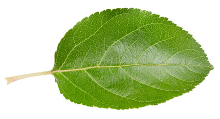Apple leaf isolated on a white background. Image stack full depth of field macro shotの写真素材