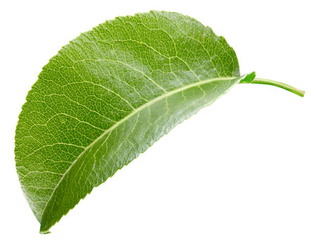 Pear leaf isolated on a white background. Image stack full depth of field macro shotの写真素材
