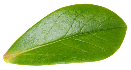 Nut leaf isolated on a white background. Leaf almond, pistachio, peanuts . Image stack full depth of field macro shotの写真素材