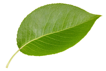Pear leaf isolated on a white background. Leaf pear. Image stack full depth of field macro shotの写真素材