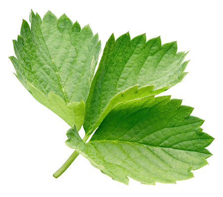 Strawberry leaf isolated on a white background. Leaf strawberry . Image stack full depth of field macro shotの写真素材