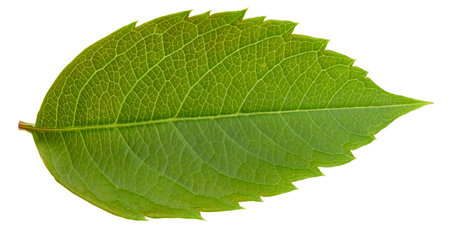 Nut leaf isolated on a white background. Leaf almond, pistachio, peanuts . Image stack full depth of field macro shotの写真素材