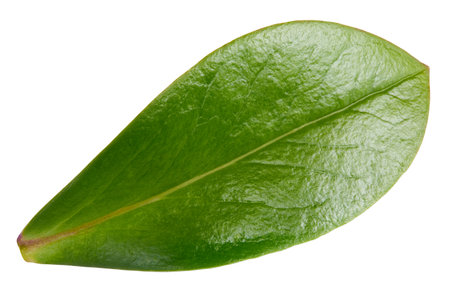 Nut leaf isolated on a white background. Leaf almond, pistachio, peanuts with clipping path. Image stack full depth of field macro shotの写真素材