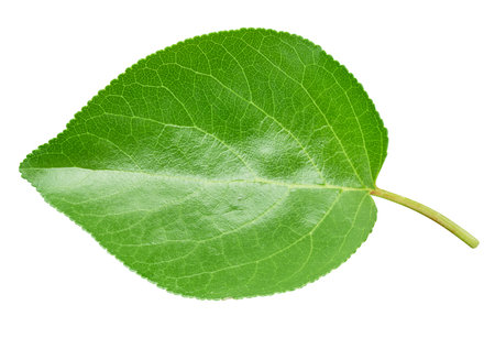 Apricot leaf isolated on a white background. Leaf apricot with clipping path. Image stack full depth of field macro shotの写真素材