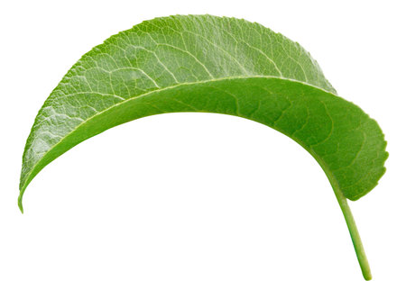 Pear leaf isolated on a white background. Leaf pear with clipping path. Image stack full depth of field macro shotの写真素材