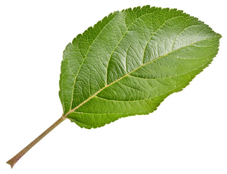 Apple leaf isolated on a white background. Leaf apple with clipping path. Image stack full depth of field macro shotの写真素材