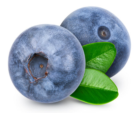Fresh two blueberry with leaves isolated on white background. Blueberry with clipping path. Quince stack full depth of field macro shot.の写真素材