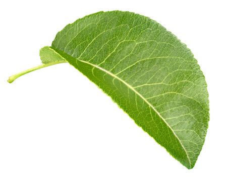 Apricot leaf isolated on a white background. Leaf apricot with clipping path. Image stack full depth of field macro shotの写真素材