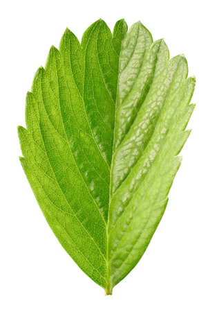 Strawberry leaf isolated on a white background. Leaf strawberry with clipping path. Image stack full depth of field macro shotの写真素材