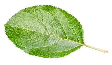 Apple leaf isolated on a white background. Leaf apple with clipping path. Image stack full depth of field macro shotの写真素材