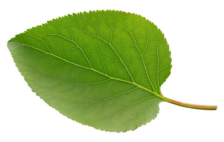 Apricot leaf isolated on a white background. Leaf apricot with clipping path. Image stack full depth of field macro shotの写真素材