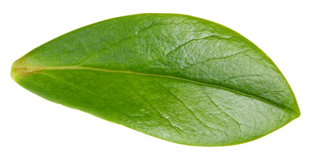 Nut leaf isolated on a white background. Leaf almond, pistachio, peanuts with clipping path. Image stack full depth of field macro shotの写真素材