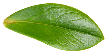 Nut leaf isolated on a white background. Leaf almond, pistachio, peanuts with clipping path. Image stack full depth of field macro shotの写真素材