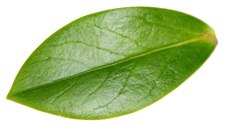 Nut leaf isolated on a white background. Leaf almond, pistachio, peanuts with clipping path. Image stack full depth of field macro shotの写真素材