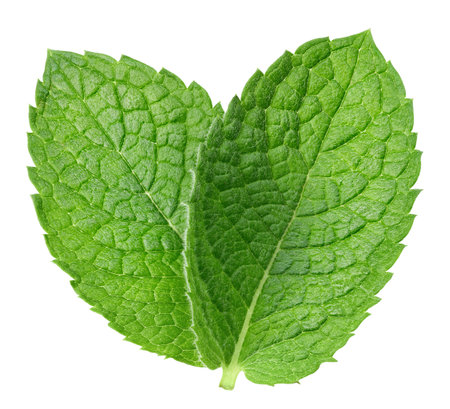 Green mint pepper leaf isolated on white. Fresh mint leaf. Pepper mint clipping path. Full depth of field.の写真素材