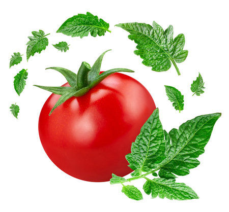 Flying tomato with green leaves isolated on white background. Tomato collectionの写真素材