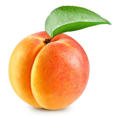 Apricot isolated. Apricot on white. Full depth of field.の写真素材