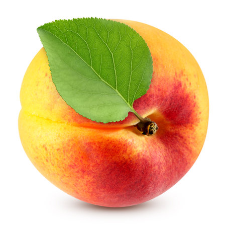 Apricot with apricot leaves isolated on a white background.の写真素材