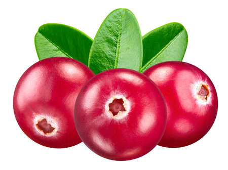 Organic cranberries isolated on whiteの写真素材