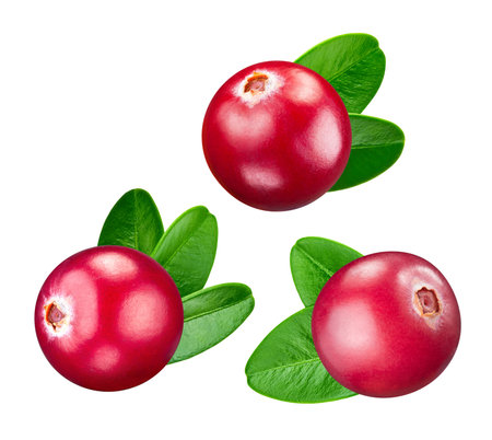 Collection cranberries with leaves.の写真素材
