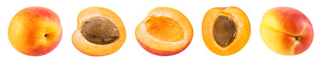 Collection apricot isolated on whiteの写真素材