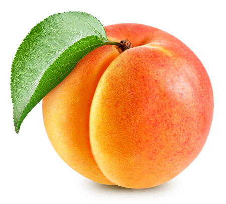 Apricot isolated. Apricot on white.の写真素材