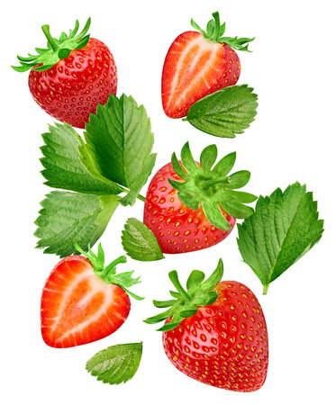 Whole and slice strawberry on white background. Strawberry isolated on white background. Flying fruits isolated on white backgroundの写真素材