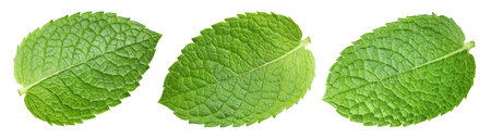 Organic fresh mint leaves isolated on white. Full depth of fieldの写真素材