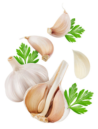 Garlic with leaf isolated on white background.   High End Retouchingの写真素材