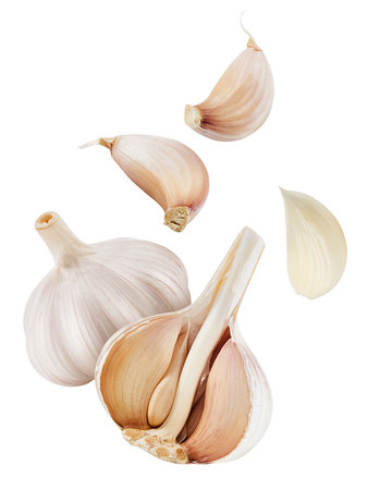 Garlic and cloves on white background. Garlic isolated on white background. Garlic .の写真素材