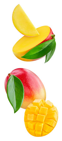 Flying fresh mango isolated on white background.の写真素材