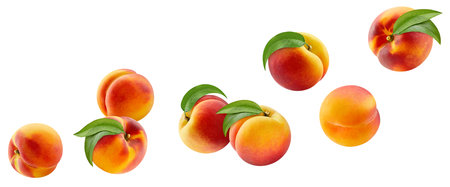 Flying peach isolated on the white background. Peach half and slice. Fresh fruits isolated on white backgroundの写真素材