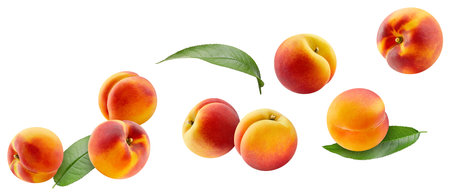 Flying peach isolated on the white background. Peach half and slice. Fresh fruits isolated on white backgroundの写真素材