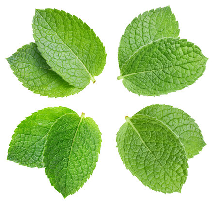 Mint leaf isolated on white background. Fresh mint collection. mint macro studio photoの写真素材