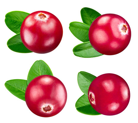 Cranberry with leaves isolated on white. fresh cranberry leaf.の写真素材