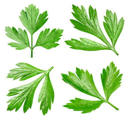 Collection parsley isolated on white background. Taste parsley leaf.の写真素材