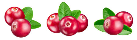 Cranberry collection. Fresh organic cranberry isolated on white background.の写真素材