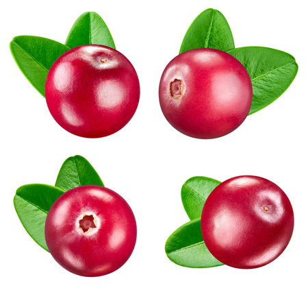Cranberries with a leaf fruit with slice isolated on white background.の写真素材