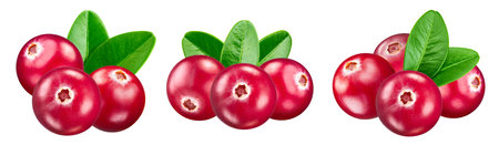 Cranberries with a leaf fruit with slice isolated on white background.の写真素材