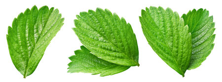 Strawberry leaf isolated on white background. Collection strawberry leaf. Clipping path strawberry leaf.の写真素材