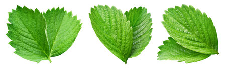 Collection leaves strawberry isolated on white background. Strawberry leaf clipping pathの写真素材