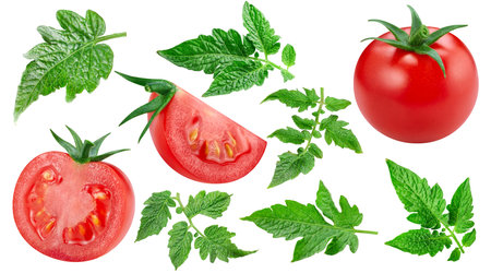 Tomato vegetable half and slice isolated on white backgroundの写真素材