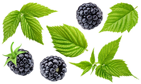 Blackberry. Fresh organic blackberry with leaves isolated on white background. Blackberry with clipping pathの写真素材