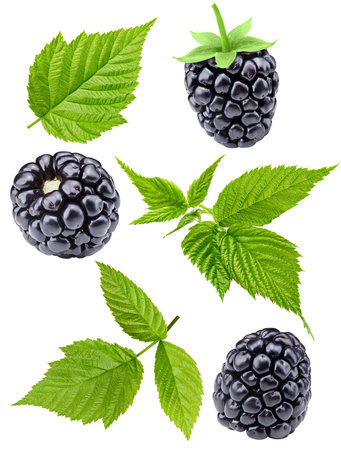 blackberry. Fresh organic blackberry isolated on white background. blackberry macroの写真素材
