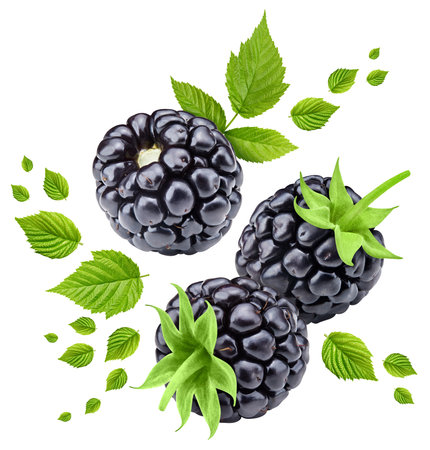 Isolated blackberry. Fresh organic blackberry with leaves isolated clipping path. Pomegranate macro studio photo.の写真素材