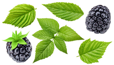 Blackberry berry. Blackberry isolated on white background. Blackberry clipping path.の写真素材