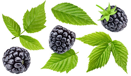 Blackberry collection with leaves isolated on white background. Blackberry set Clipping Path. Blackberry macro studio photoの写真素材